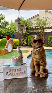 Happy 4th Birthday No Drama Llama! 🥳🦙🎂 We got No Drama a big surprise for his birthday and he absolutely LOVES it! 🎉😁 Beep Beep! 🎉🥰 #happybirthday #nodrama #bestie #friend #friendship #bff #bffgoals #jeep #friends #sweetfriends #happyday #loveyou #llama #love #catsofinstagram #cat #reels | Tiger JoJo