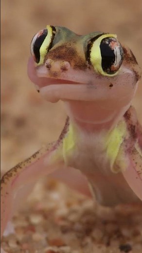 Ground Gecko Licking Its Eyes | Fascinating Reptile Behaviour in the Wild