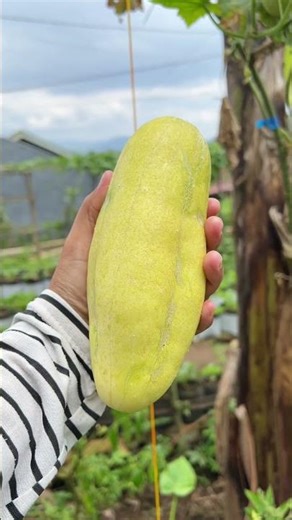 Make your own cucumber seeds from a mini garden in your home yard #gardening #seeds #cucumber