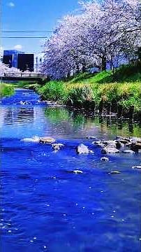 【桜流し（さくらながし）】散った桜が川の流れに乗って運ばれていく／島根県／出雲市／出雲市駅南川沿い #shorts