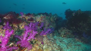 22 reactions | Diving the world's southernmost coral reef - Lord Howe...