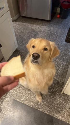 I genuinely did not see this coming #bread #goldenretriever #gentle #puppiesoftiktok #dogsofttiktok