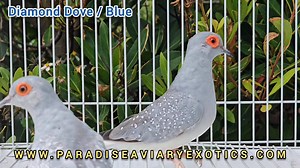 Diamond Dove / Blue 🐦 | Paradise Aviary