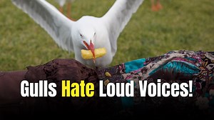 Shouting at Seagulls Could Be the Easiest Way to Keep Your Chips Safe