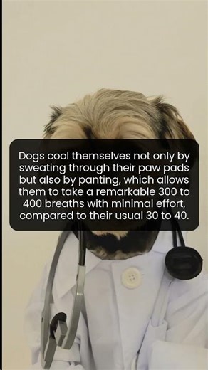 Dogs can breathe 400 times a minute to keep cool