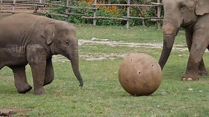 126K views · 10K reactions | How the ball bring joy to the mother and her baby ? Two of them really love to play with the ball. Wan Mai is playful, Mae Mai is also cheerful like mother, like daughter! | Elephant Nature Park | Facebook