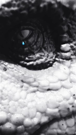 Best dinosaur #dinosaur #music #spinosaurusgen2 #jurassicworld