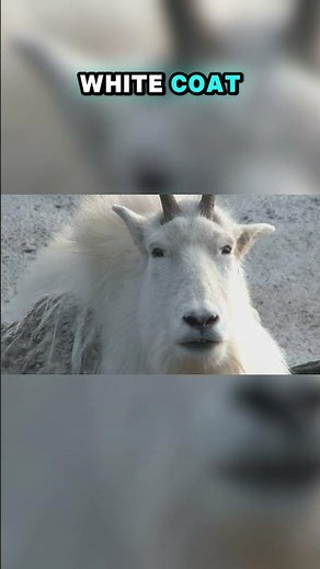 Top Ten Animals of the Mountains: North America's Mountain Goats