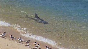 A new way to catch fish, invented by dolphins. More at: http://bbc.in/1bpOWWW | BBC Earth