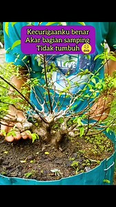 502 reactions · 185 comments | Kecurigaanku benar.. akar TDK tumbuh kesamping 臘 #wrightiaReligosa #antingPutri #bonsaitree #fyp | Karimun Java | Facebook