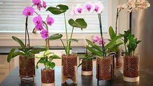 Pot & Pebble - C6 Glass Planter with Decorative Wood Base - Plant Propagation Station with Water Level Control - Plant Cutting Holder for LECA Clay Pebbles/Similar Media - Semi Hydroponic Planter