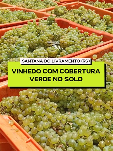 🍇 | Já faz dois anos que o viticultor Leonel Caliari, que cultiva videiras na Campanha gaúcha, conseguiu eliminar totalmente o uso de herbicidas. E isso foi possível porque ele implantou a cobertura verde de solo, usando azevém, no vinhedo que ocupa sete hectares da propriedade em Santana do Livramento. No início de fevereiro, Caliari começou a colheita de parte das uvas da safra 2025/26 e comemora: “Erva daninha, zero”. 🔗 Leia a reportagem completa em globorural.com.br
