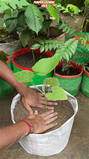 🎃 Grow Pumpkin in a Waste Cement Bag! Fast Growing Layering Secret 😱🌱 #shorts #pumpkin #gardening