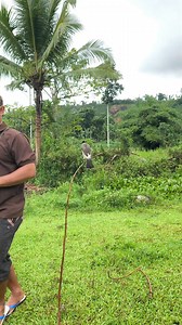 64K views · 195 reactions | Pasang pikat kutilang nggaruda diatas ranting | Yuci Uzu | Facebook