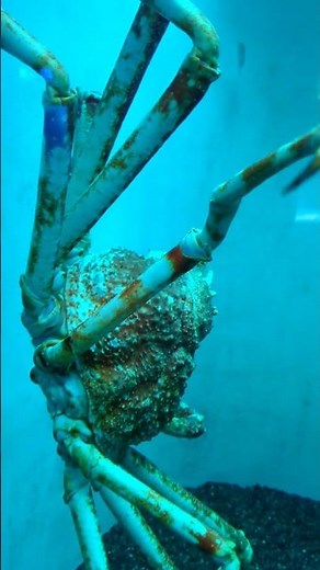 深海の巨大グモ!? Japanese Spider Crab【安佐動物公園】 #spidercrab #shorts #カニ