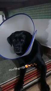 304K views · 11K reactions | Blacky Lab on Reels | Facebook