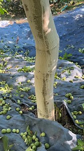 2.2K views · 10 comments | Kadıoğlu Vibrope Master PTO Tree Shaker | Kadıoğlu Makine | Facebook