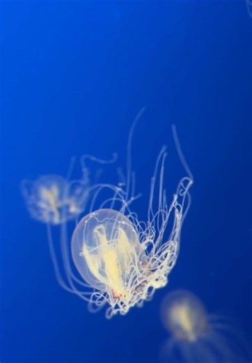 And the dawn is born in the depths,… #reels #jellyfish #monterreybayaquarium