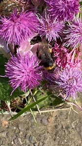 Day 8 update for the Bumblebee that can’t fly named Mrs bumble | The Mouse family that live by the brambles