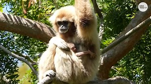 White-handed newborn gibbon arrives at Oakland Zoo