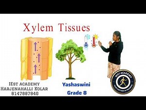 Xylem and Phloem Explained with Animation|Class 8 Science|Easy Botany Lesson|IEST Academy