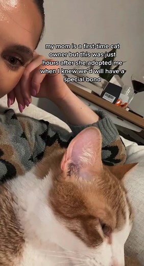 adopted 1/18/23 #cattok #catsoftiktok #firsttimecatowner #pumpkinpiecat