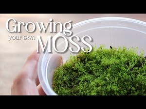 Update | Growing/Propagating your own moss