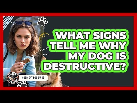 What Signs Tell Me Why My Dog Is Destructive?