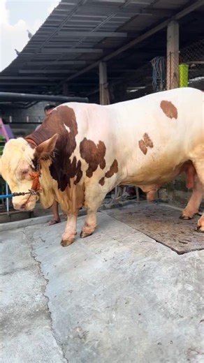 SIMMENTAL 1.1 TON BANTIK SAPI MAGETAN FARM