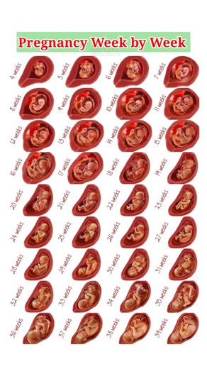 Pregnancy Week by Week #pregnancy #pregnancyweekbyweek #weekbyweekpregnancy #pregnant