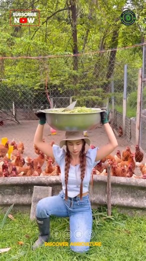 Discover Agriculture on Instagram: "From sunrise feeding to sunset egg sales… this is what a real day in a chicken farm looks like 🐔✨ Every grain fed, every egg collected, every trip to the market — it all tells the story of a farmer’s hard work and dedication. In today’s journey, we take you behind the scenes to show the complete process: 🥣 Morning feeding 💧 Water management 🧹 Cleaning & care 🥚 Collecting fresh eggs 📦 Grading & packing 🛒 Selling at the local market Farming isn’t just a j