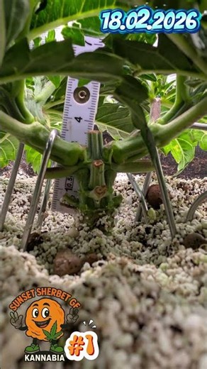 Sunset Sherbet GF #1 Kannabia Week 4 Day 28 #coco #diyfertilizer #fishhydrolysate #music #citricacid