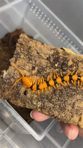 Scolopendra hardwickei (Indian tiger centipede). Definitely one of the best centipedes around! Get yours on our site :) Buddha-bugs.com (clickable link in bio) #exoticpets #fang_gang #inverts #invertebrate #invertsofinstagram #petstagram #animal #invertsoftiktok #inverttok #invertebratesoftikitok #invertebratesoftiktok #arthropods #arthropodsoftiktok #arthropoda #arthropodsarecool #arthropodsofinstagram #animals #animalsoftiktok #animaltok #animaltiktok #bug #bugs #bugsoftiktok #bugsoftiktok🐜🐌