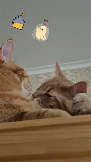 someone forgot to shower 😄 #cat #cute