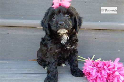 Fern - Cockapoo Puppy 80BFDF