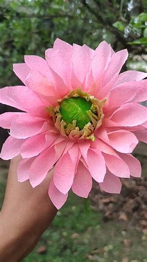 How to make Dahlia flower from tissue paper | Diy napkin flower #diy #shorts #craft