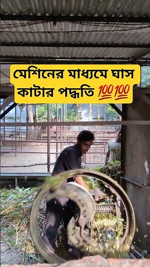 Grass chopping || German grass chopping for sheep