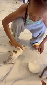 Please o whats d best way to feed a cat, this one is stressing my daughter | Dera Chukwu