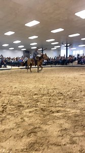 7.8K views · 48 reactions | Hip #43 SOLD! $14,500 | Ocala Horse Sale | Facebook
