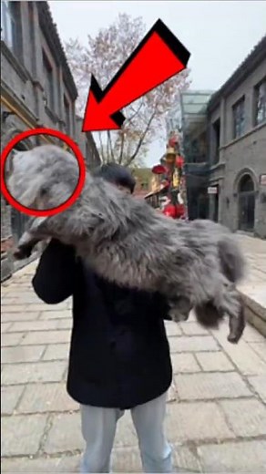 Maine Coon The Largest breed Cat in the World! #facts #animals #animalfacts