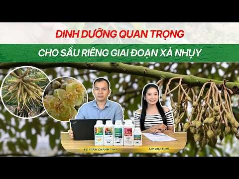 ESSENTIAL NUTRITION FOR DURIAN DURING THE FLOWERING STAGE