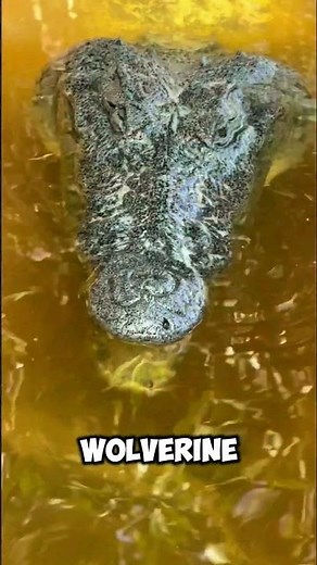 Did You Know About The Wolverine Frog?