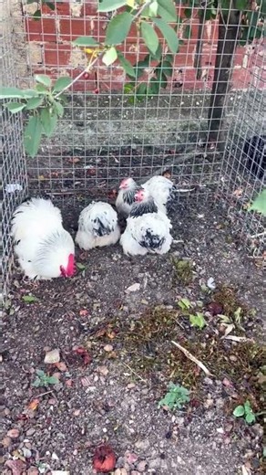 Columbian Cochin bantam chickens 🥰#shorts #ytshorts #trending #youtubeshorts #cochinbantam