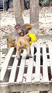 Little Monkey Covered Its Face… But Couldn’t Open It 🐒😅