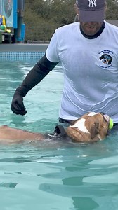 British bulldog Daphne is an amazing swimmer 🐾💕🇬🇧💦 | Canine Dip and Dive Maldon
