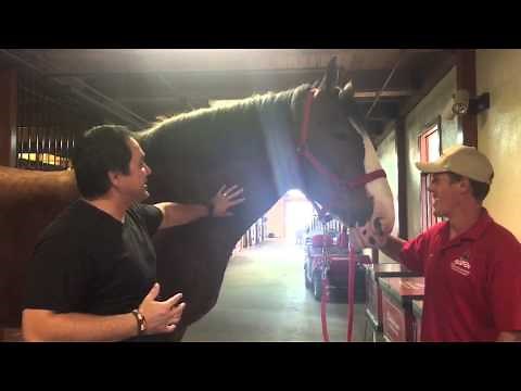 Let's Take a Tour of the Budweiser Clydesdales in Fort Collins