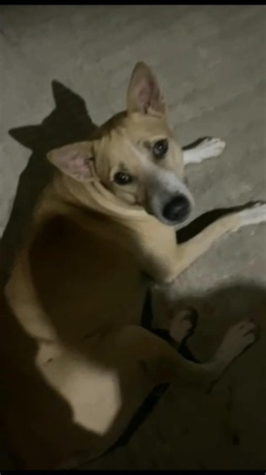 Sick Street Dog Rescued & Cared For on Home Stairs ❤️ | A Kind Human Saves a Life