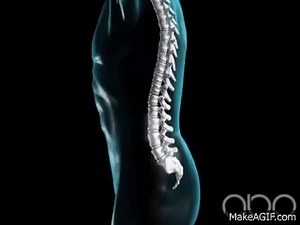 Spine Flexing - Vertebral Column - 3D Medical Animation || ABP © on Make a GIF