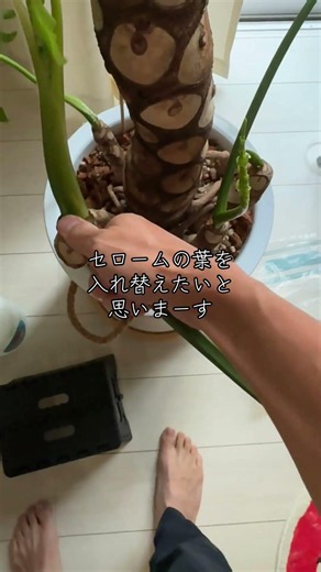 セロームの衣替え