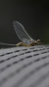 Top 10 Flies for Fall Fly Fishing (Essential Trout Patterns) | Venturesflyco